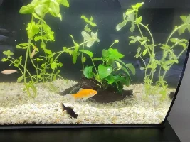 Bacopa caroliniana , no substrate how to fix the plan