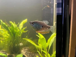 Gourami's - Do I have two males instead of two females?