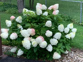 For Hydrangea Lovers Only…. They had
