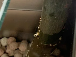 Trying something totally out of the box...a pair of hydroponic Bonsai weeping willows out of an aquarium