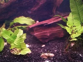Plants Not Doing Well Or Are They?