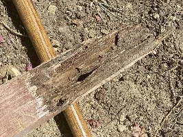 Pond Building and Growout