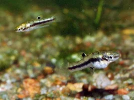 Least Kilifish Any Info
