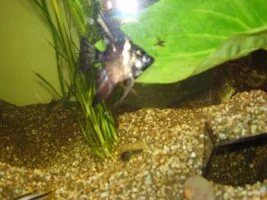 Fish Tank Photos