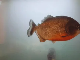 £50 each 6 x Adult Red Bellied Piranha (Pygocentrus Nattereri)