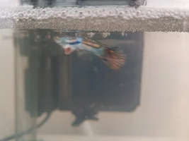 Is this fin rot?
