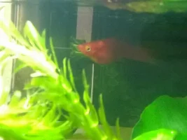 Female Swordtail Has Tumor Like Bubble?