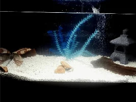 Stocking A 29 Freshwater Tank