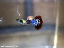Red mosaic dumbo ear Guppy