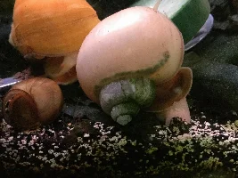 My new obsession: Mystery snails
