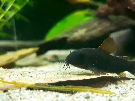 Cories, lots of cories.