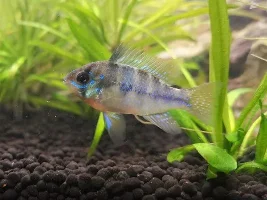 Please help, German Rams very agressive