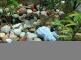 pregnant shrimp???