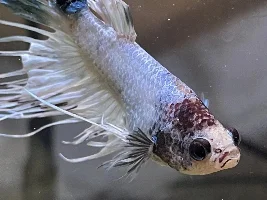HELP!! My betta fish has severe black fin rot on his tail and I have no idea how to help him.