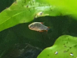 My Tank Is Complete!