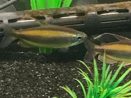 Diamond Tetra with LampEye Congo Tetra