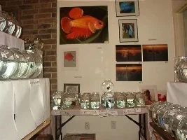 IBC Show pics