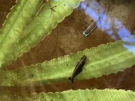 Black red cherry shrimp?
