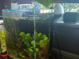 Redoing my 6 gallon