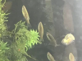 How long does my guppy have left?