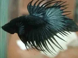 Un-Official Betta Of The Month!