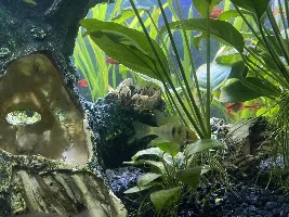 German Blue Ram Gender