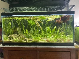 5 Planted Tanks