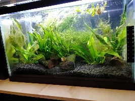 Corner of kitchen tank setup getting close to done.