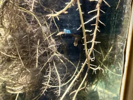 so, silver dollar fish have been in the hobby forever, yet still pretty hard to identify...