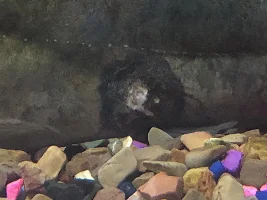 Catfish has skin lesions and the skin is peeling off. Very worried.