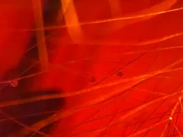 Hemigrammus Erythrozonus Spawning Journal