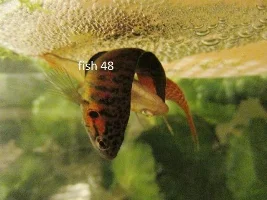 Close Up Of Fish - Whats Best Type Of Camera