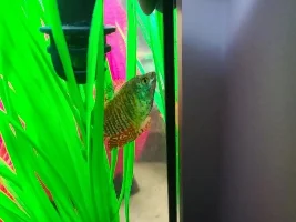HELP!! My blue dwarf gourami looks like he has dirt all over him and his fins