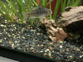 Nicaraguan Macaw Cichlids, need opinions, Wills?