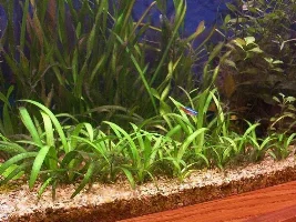 Tank pics, loaches and more