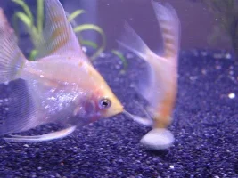 My aNGeLS :) updated today! (06*10*04)