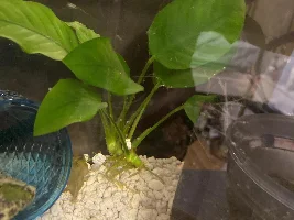 Lowest light plants?
