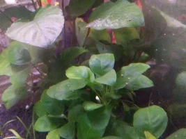 Fungi-like on anubias