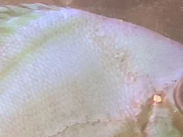 Need help identifying Discus spot