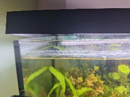 Currents in freshwater question