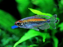 what actually is the white edge of the fins on the Interuptus???