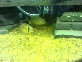 ~~ Tank Diary ~~