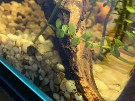 Brown dots at bottom of tank?
