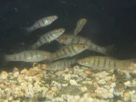 The Green Swordtail and other "wild" colors of livebearers.
