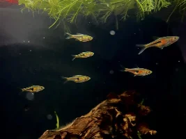 What rasbora special is this?