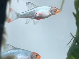 Sawbwa resplendens Injury