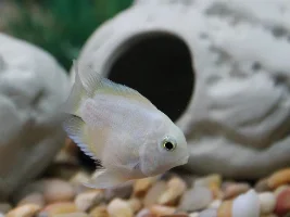 Polar cichlids sex