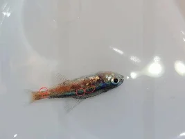 Little black spots on fish