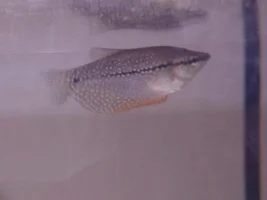 Betta and Gouramis - Photos