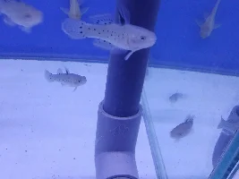 ID please!